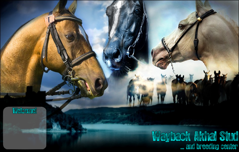 Wayback Akhal Stud and Breeding Center * blue style